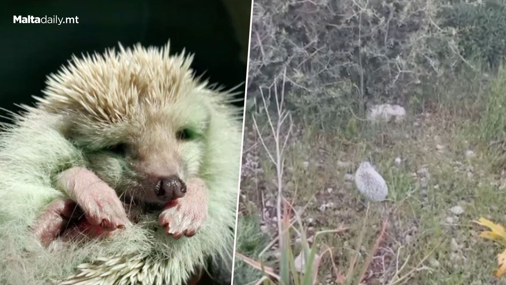 Ms Pickles The Hedgehog Released Back Into Nature