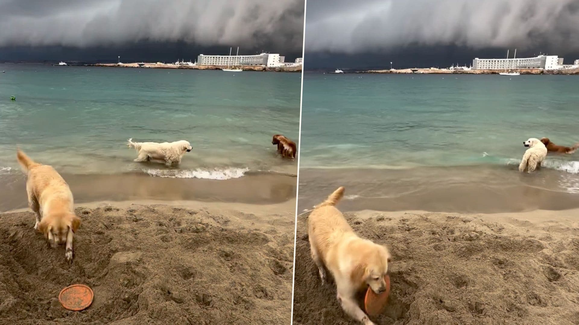 Watch: Dogs Enjoy The Beach With Stunning Stormy Weather On Horizon