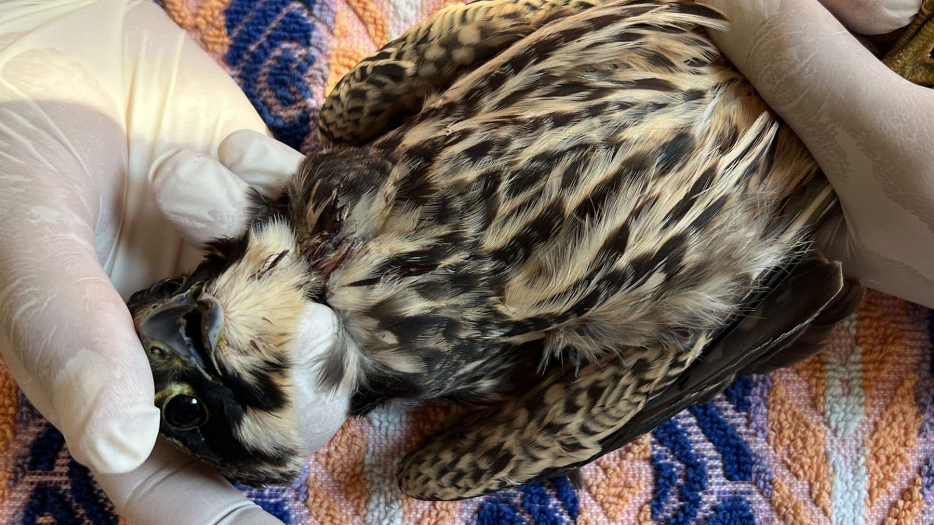 Shot Protected Eurasian Hobby Falls In Local School Grounds