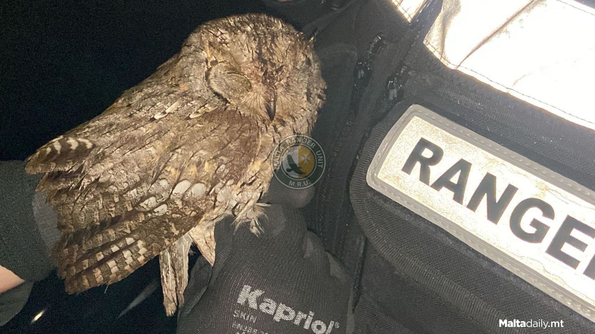 Injured Owl Rescued By Malta Rangers