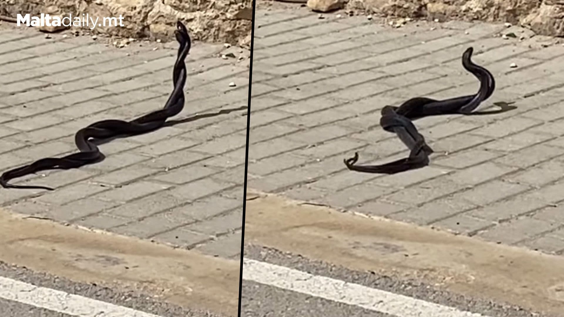 Snakes Spotted Mating On Local Road