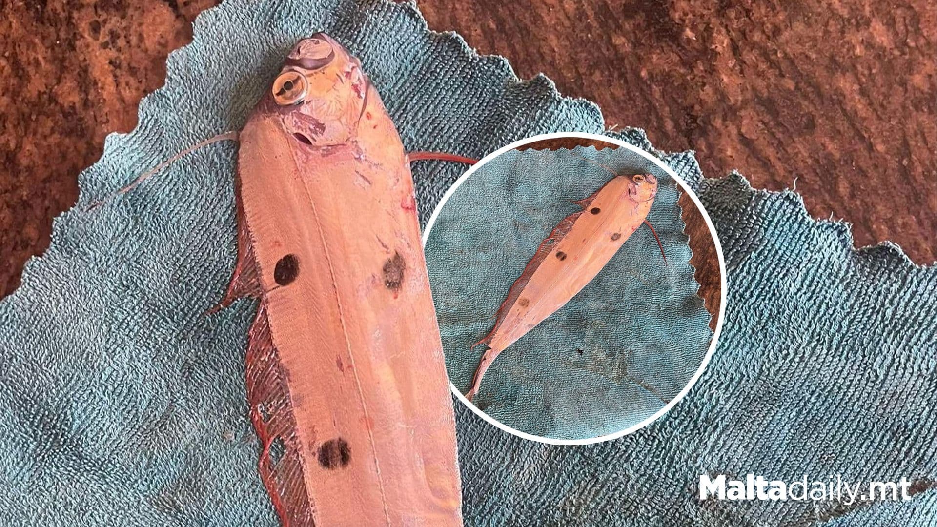 Rare Ribbonfish Caught In Maltese Waters