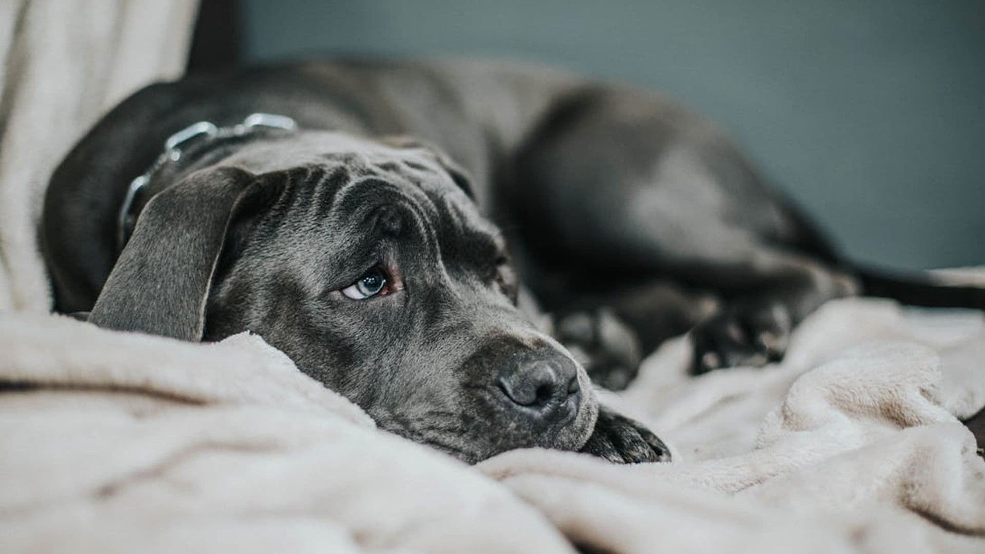 Italians Can Now Take Paid Sick Leave To Care For Sick Pets