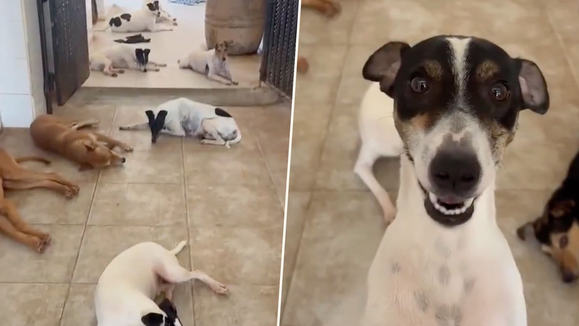 The Quiet Moments At A Dog Sanctuary… Except For One Diva