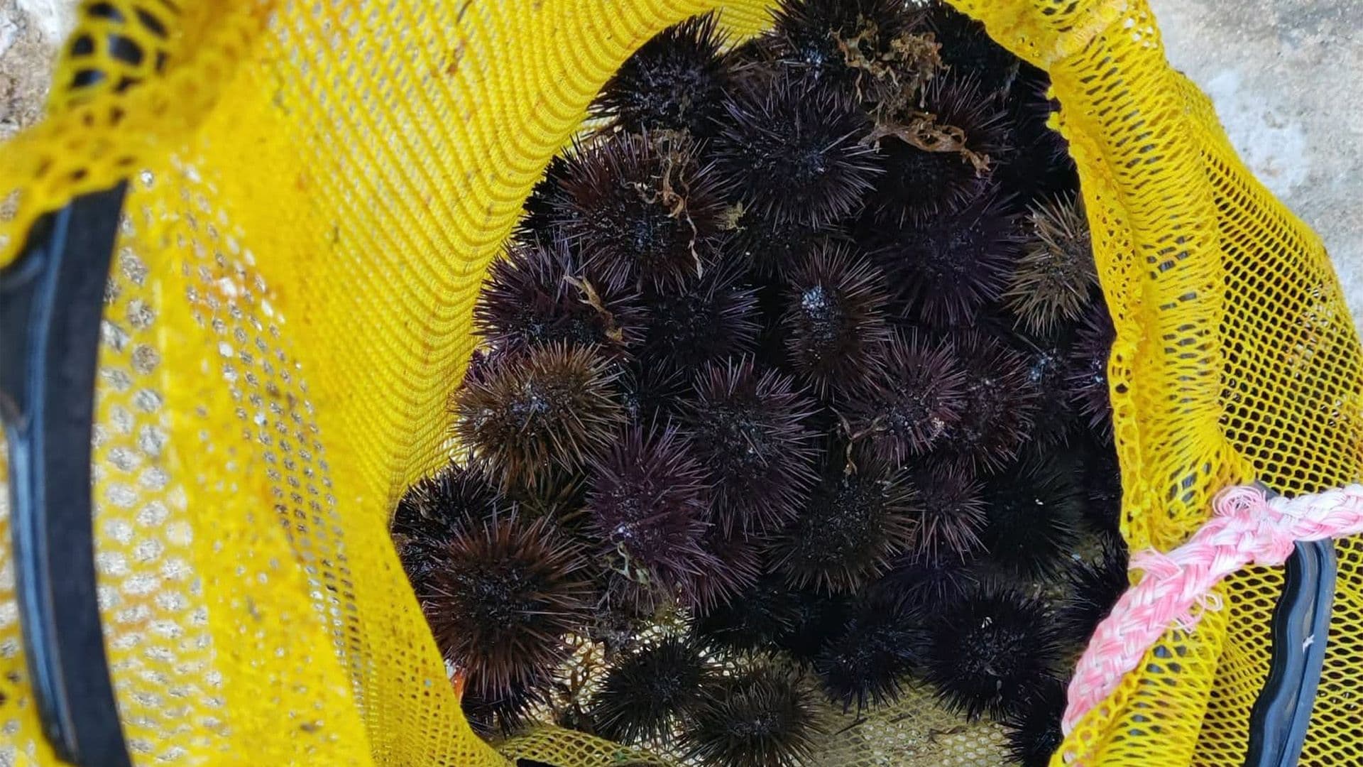 Hundreds Of Sea Urchins Caught Illegally From Valletta Coast