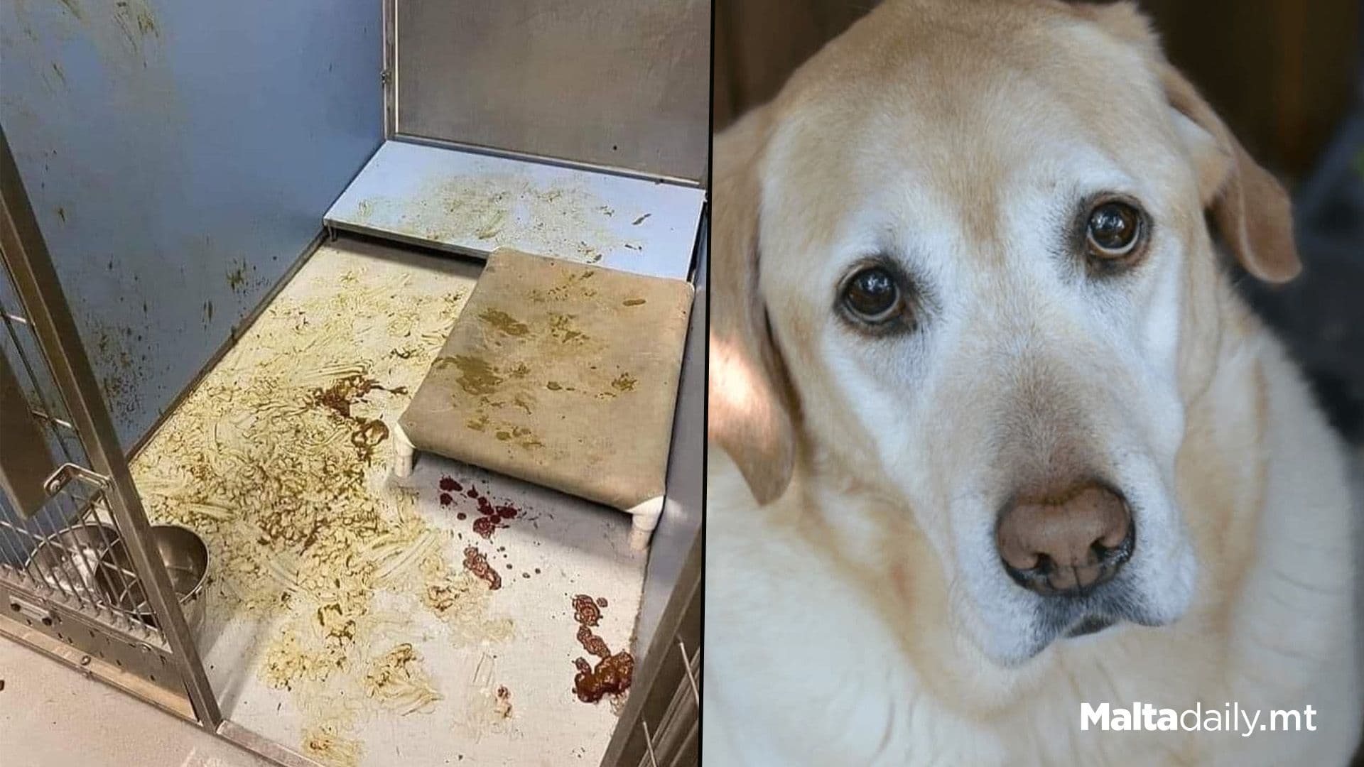 What It Means To Abandon A Pet At A Shelter