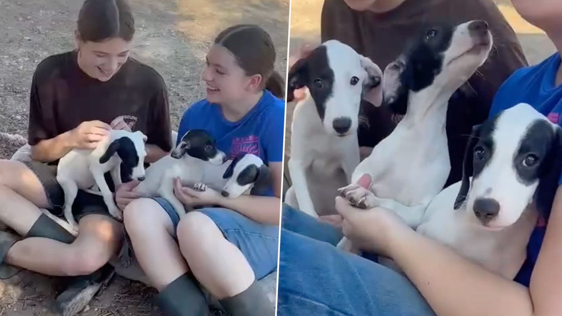 Three Abandoned Puppies Start New Life At Sanctuary