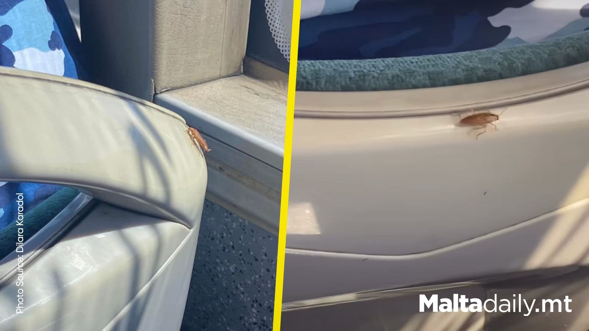 Cockroaches Filmed On Tal-Linja Bus