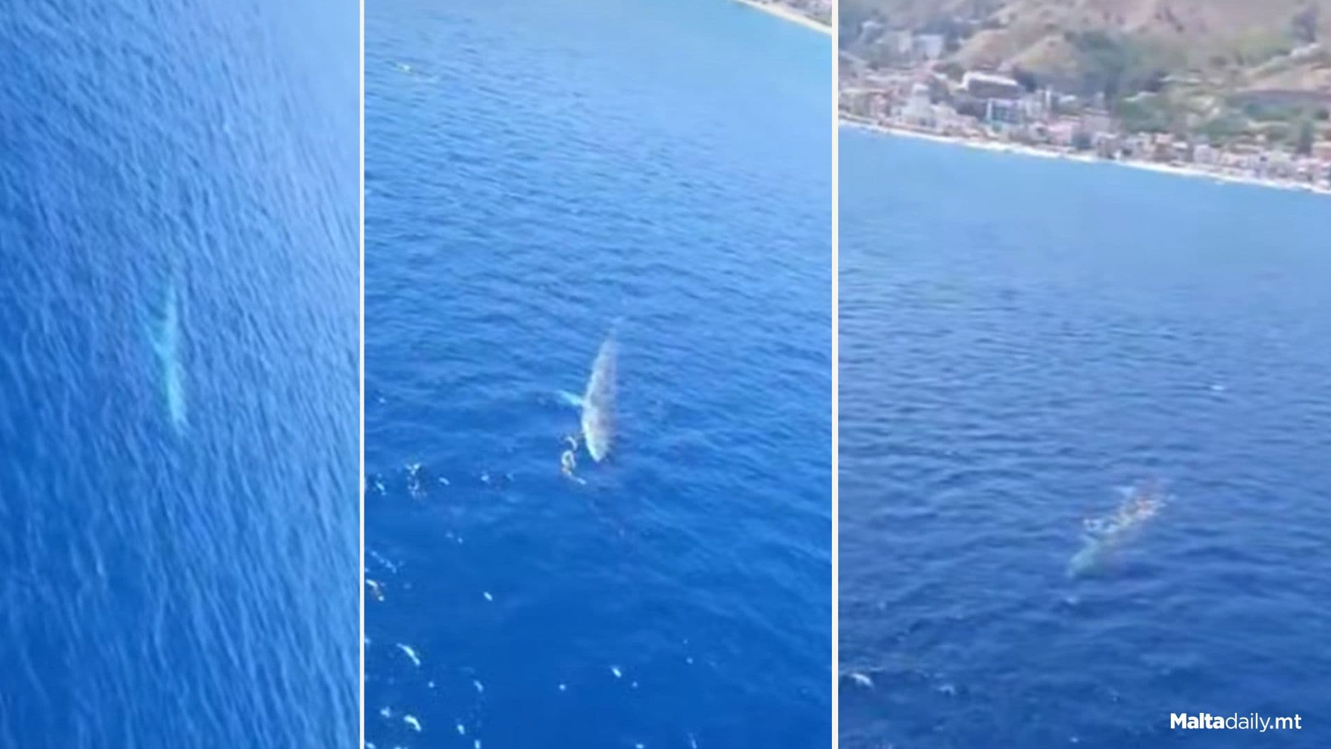 Whale Spotted Off Sicilian Coast