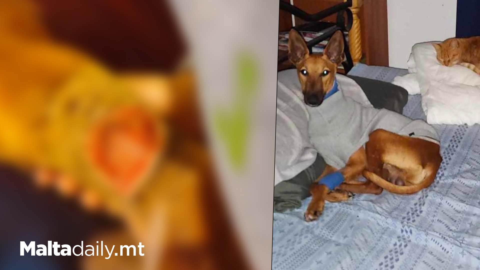 Dog Left For Dead In The Streets Is Healing Wonderfully