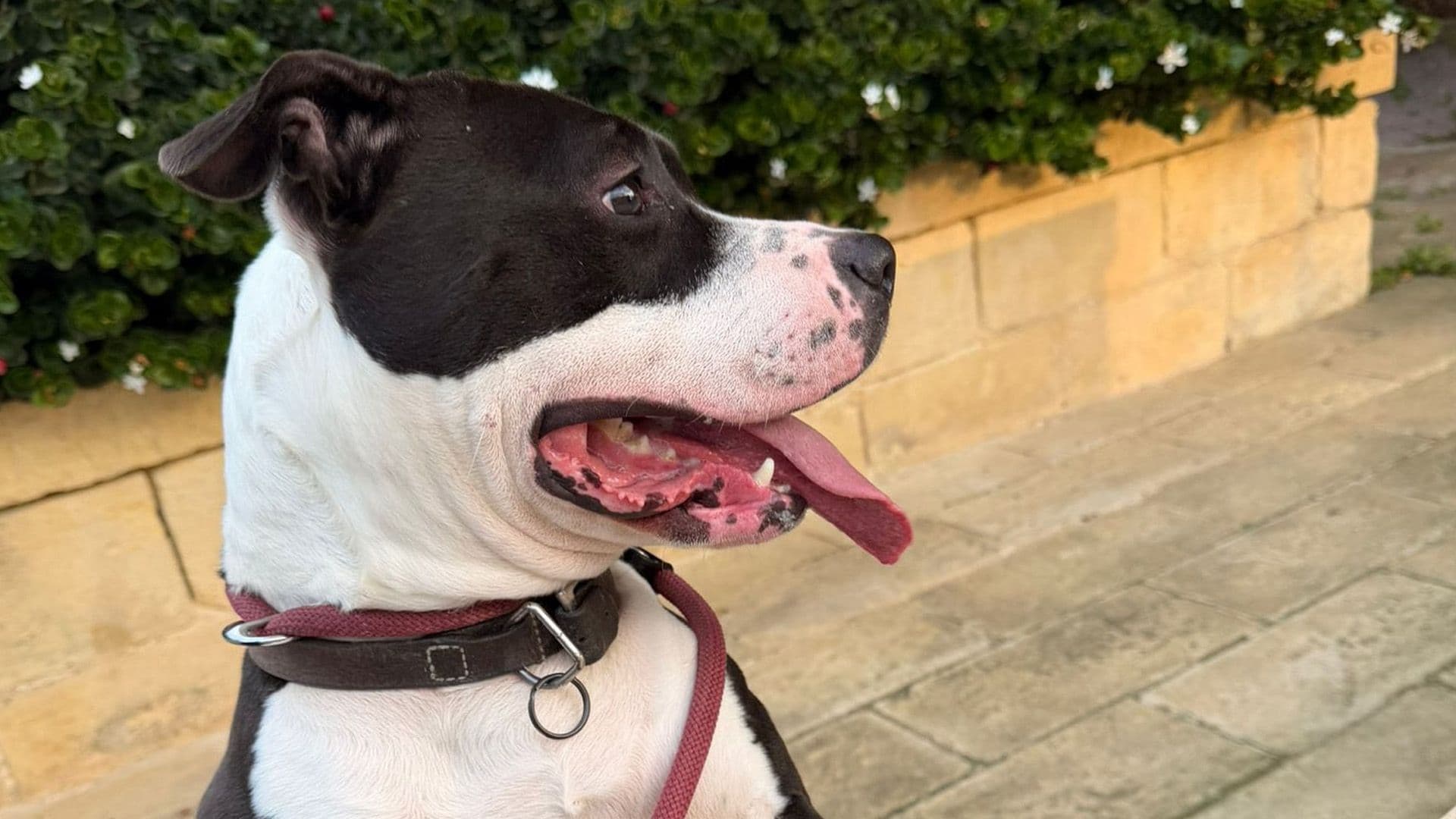 Transfer of 20 Dogs To Italy Cancelled After Inspection
