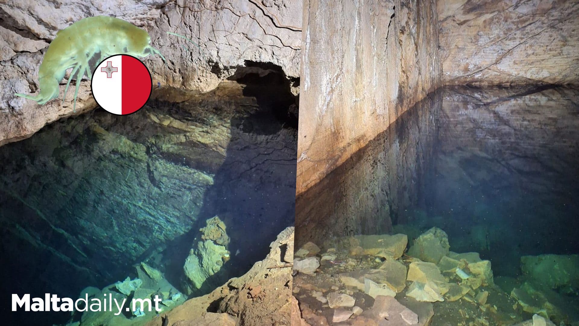 Rare Blind Shrimp Found Only In St Julian’s Cave