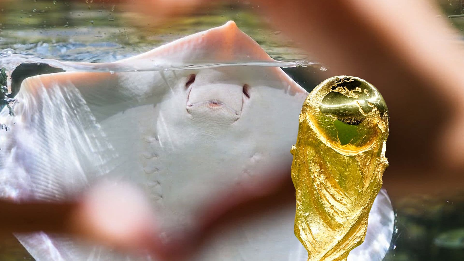 Malta National Aquarium Stingray 'Casper' Predicts World Cup Scores