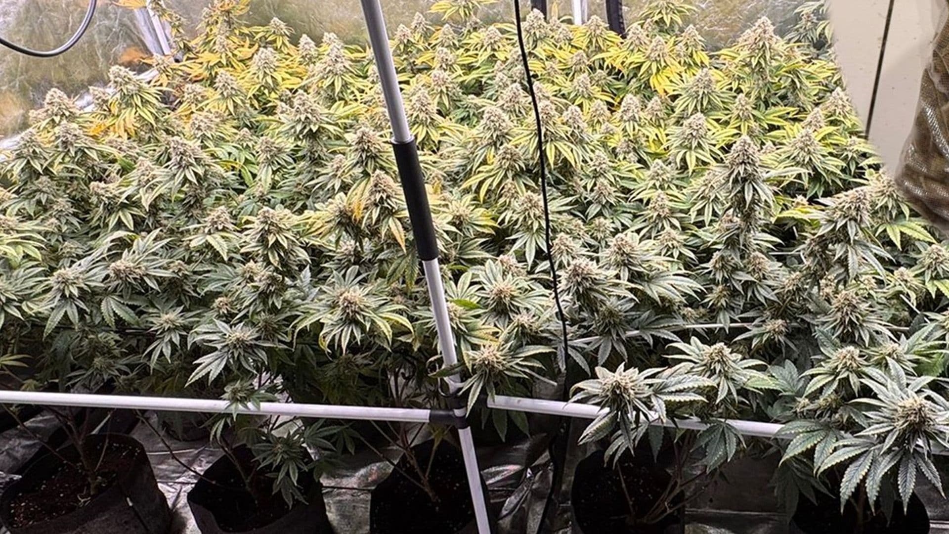 19 Cannabis Plants Found In Police Drug Bust In Pieta