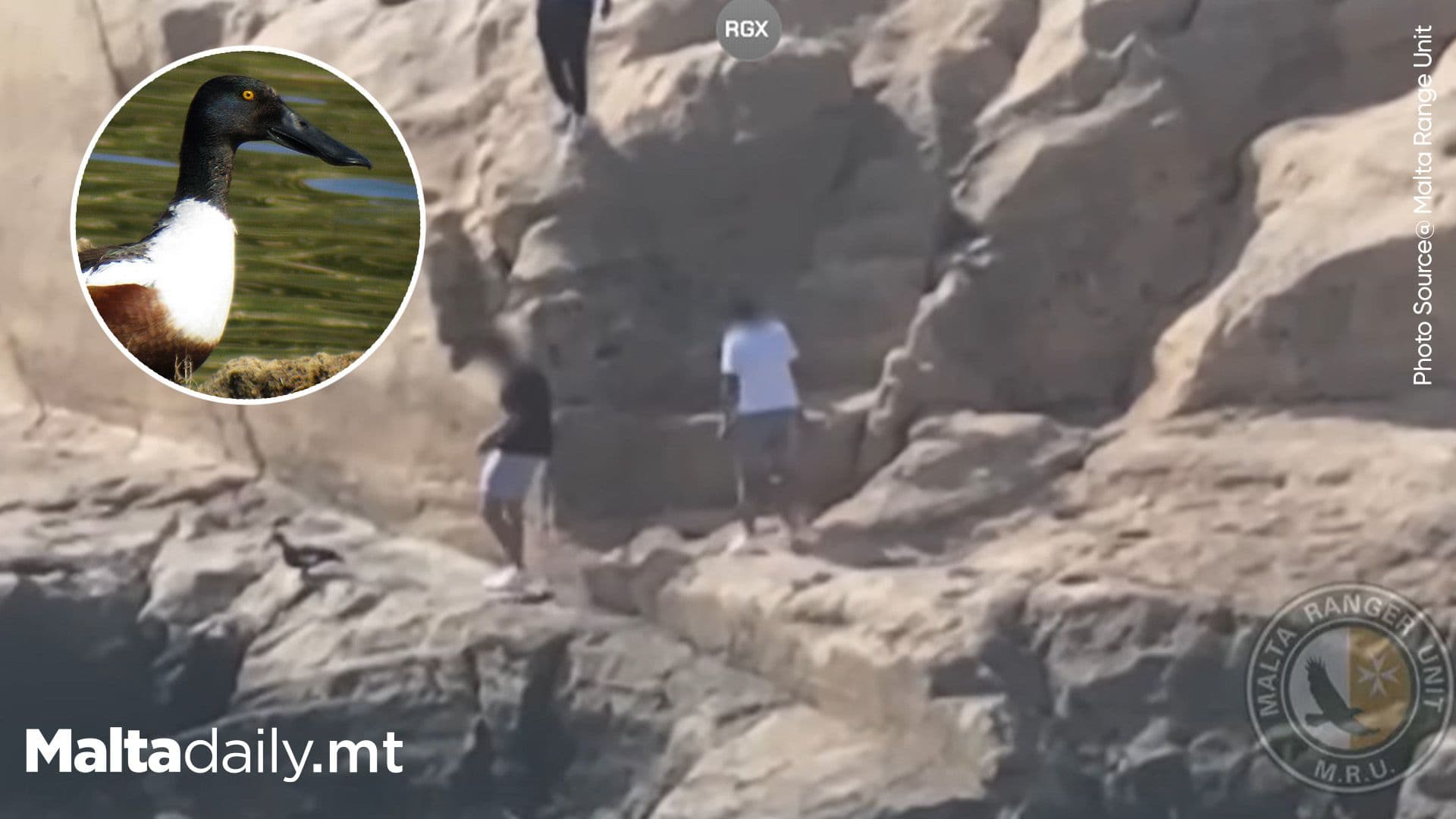 Malta NGO’s Vigilance Leads to Swift Justice for Duck-Harassing Youths