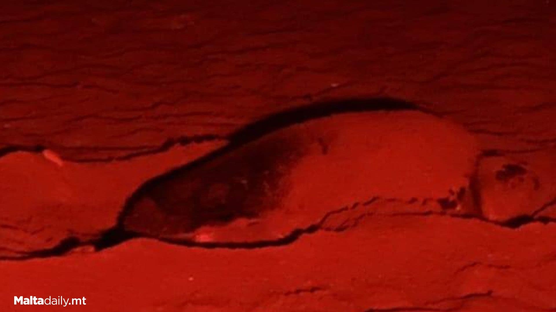 4th Turtle Nest Confirmed At Gozo’s Ramla L-Ħamra