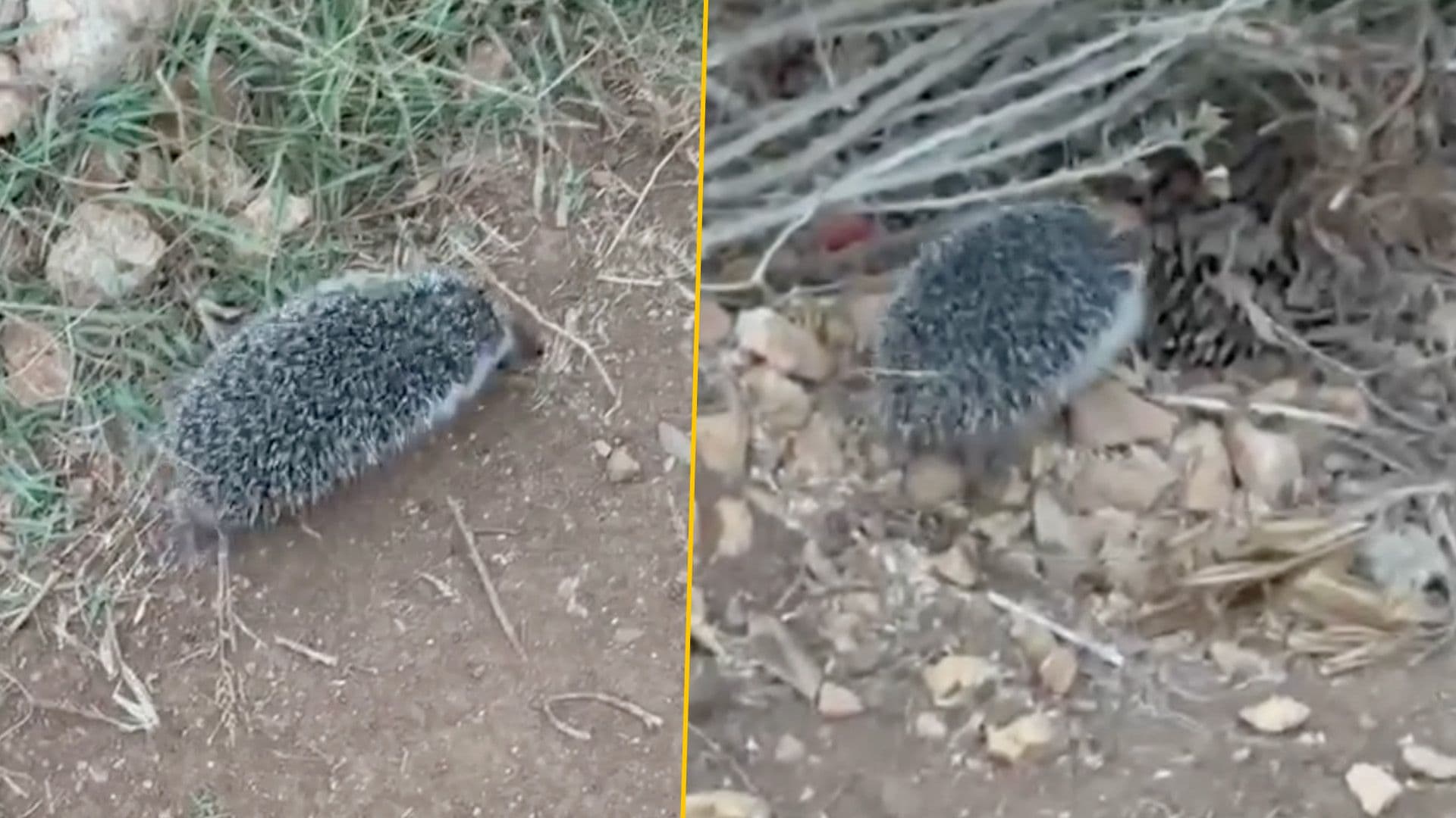 Rescued Hedgehog Laura Returned To The Wild