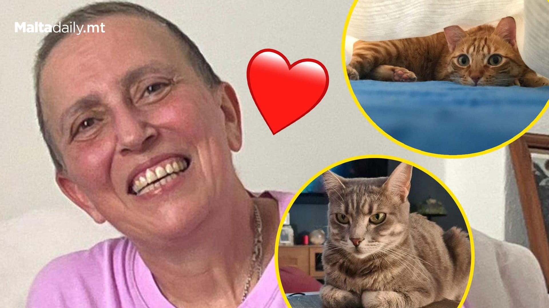 Nicky Sansone’s Cats Find a New Home