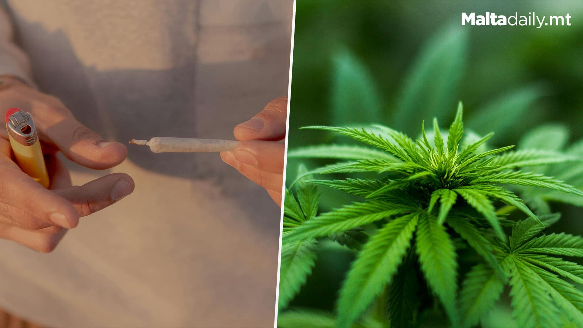 Study Reveals That Legalising Cannabis Did Not Make It More Attractive To Youth