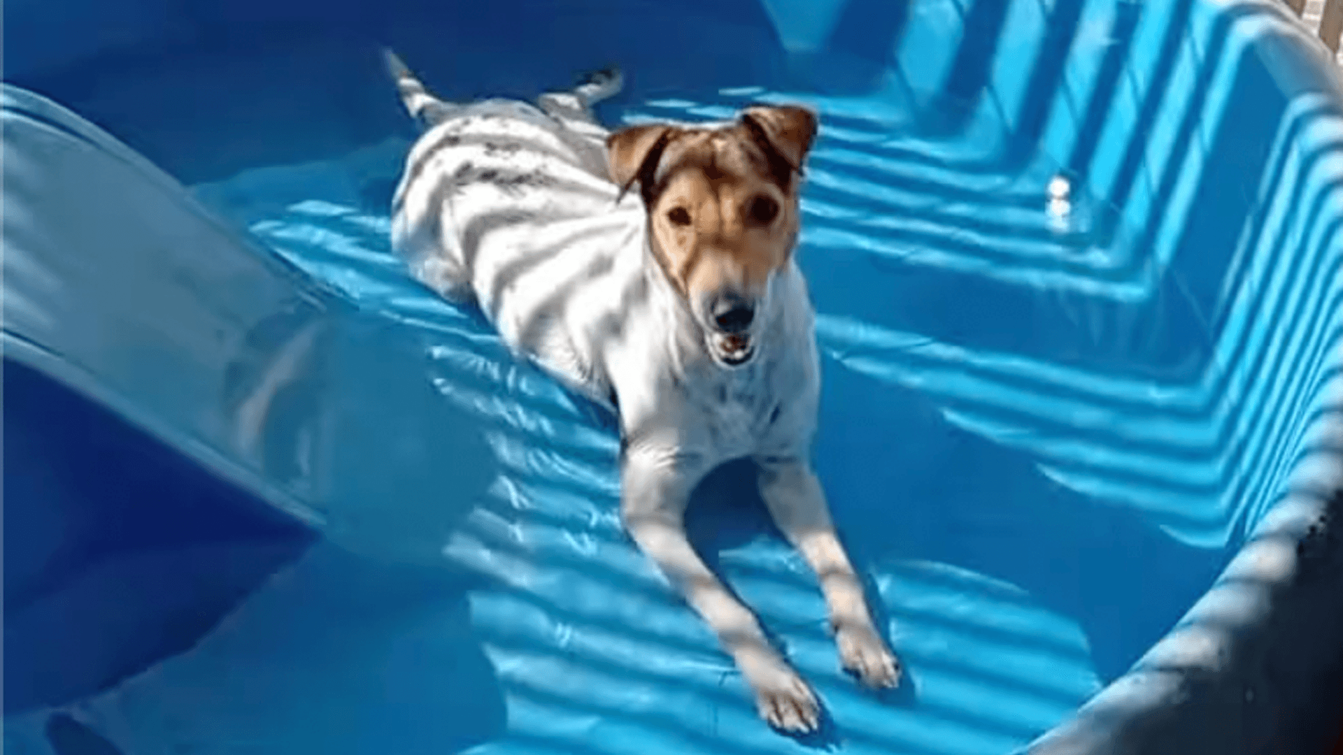 Local Shelter Dog Gigi Enjoys Splashing Around