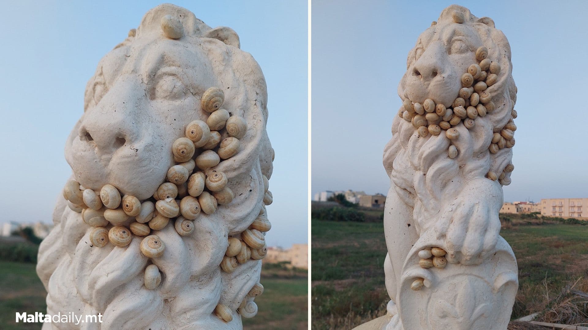 Local Snails Cover Gudja Lion Statue As Heat Intensifies