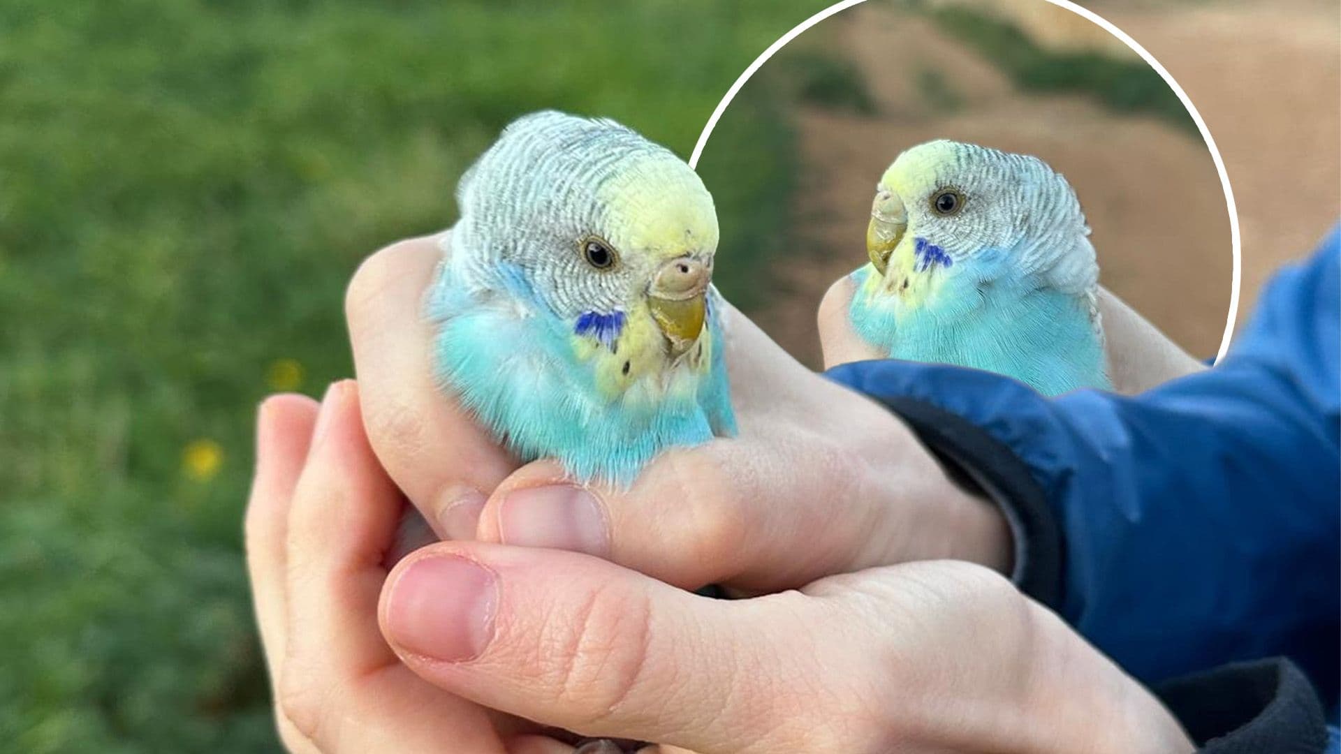 Little Bird Rescued in Sannat, Searching for His Family