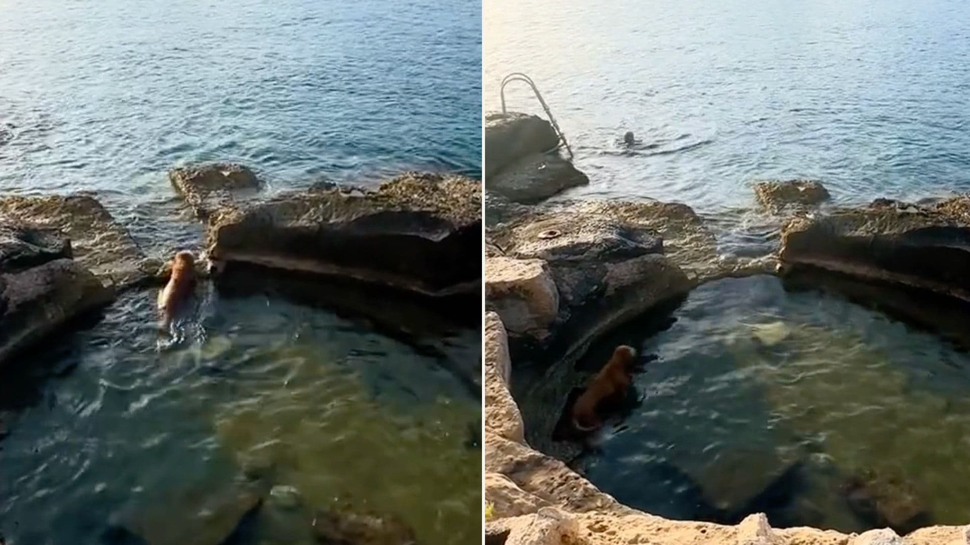 Local Dog Enjoys Natural Jacuzzi With Valeltta City Views