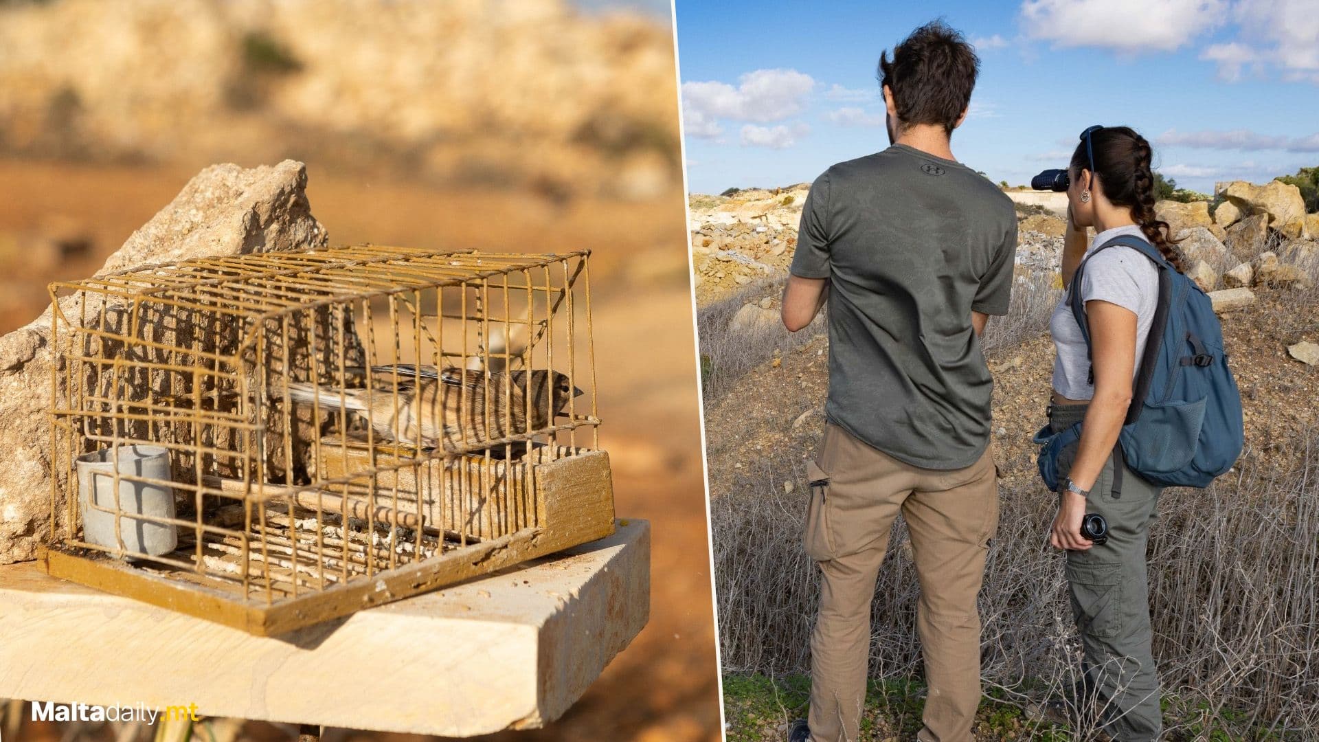 Birdlife Malta Condemns Reopening ‘Illegal’ Bird Trapping Season