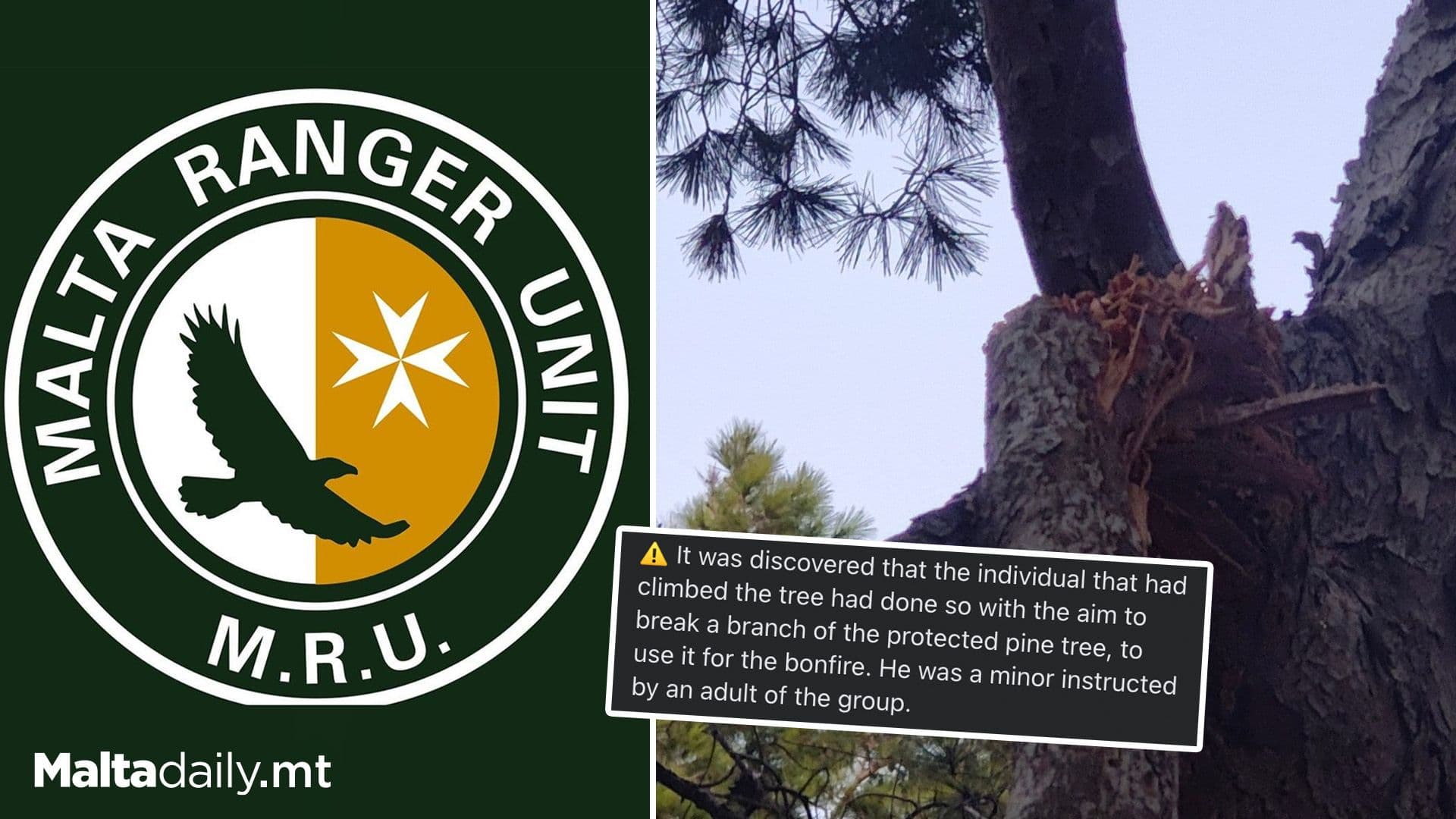 Rangers Intervene As Picnicker Damages Protected Pine Tree At Aħrax
