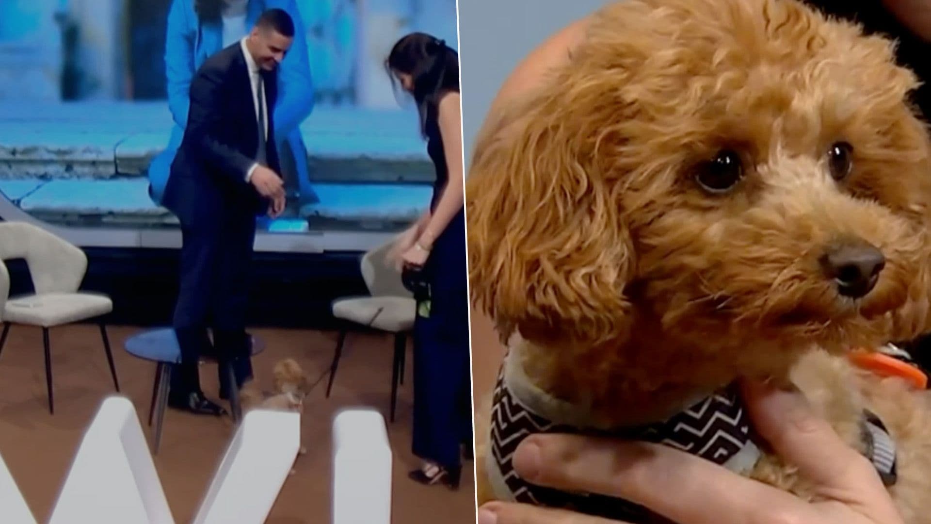 Minister Surprised By Maltese Dog Evacuated From UAE Due To War