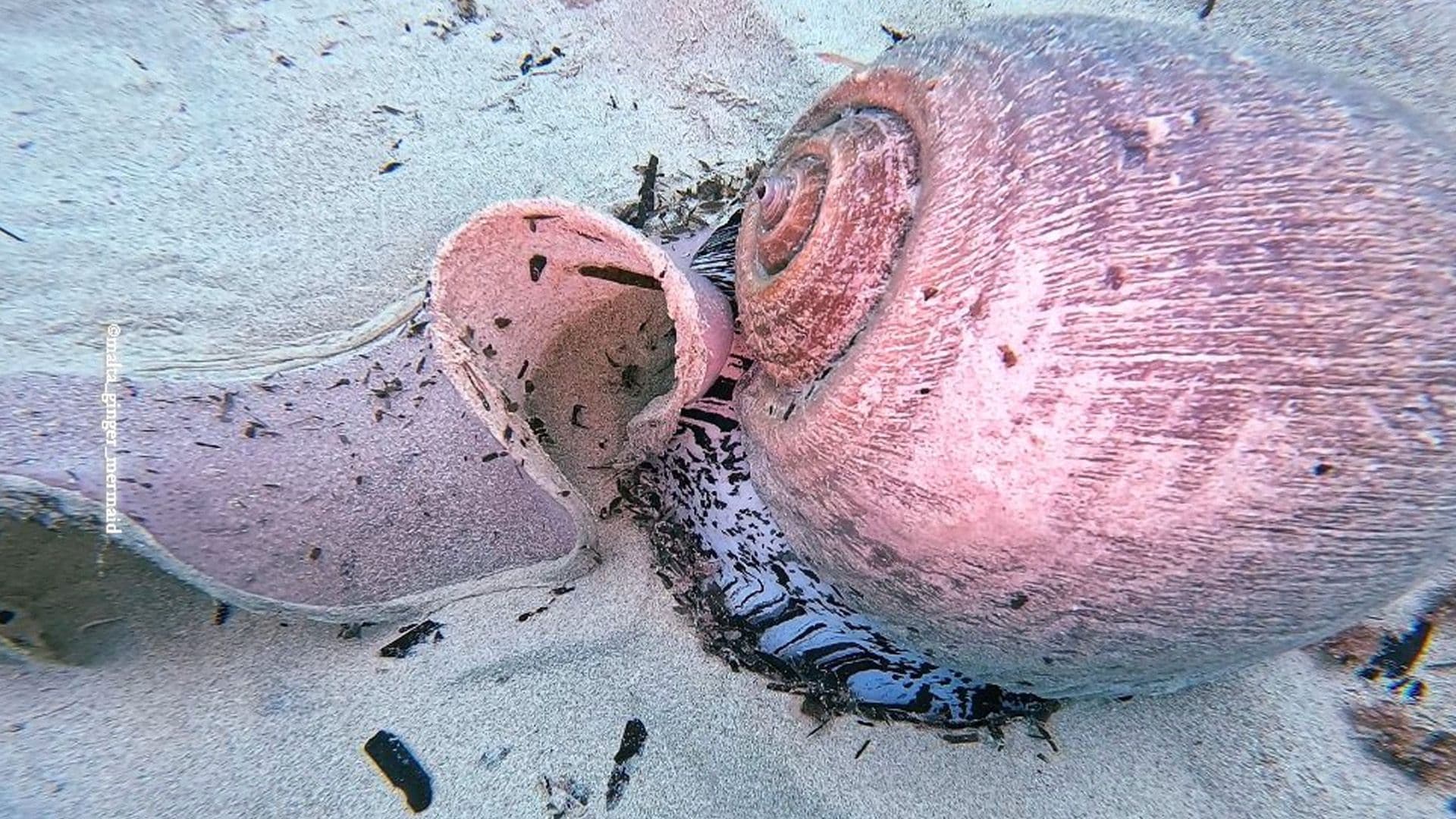 Maltese Diver Spots Giant Tun Snail Laying Her Eggs