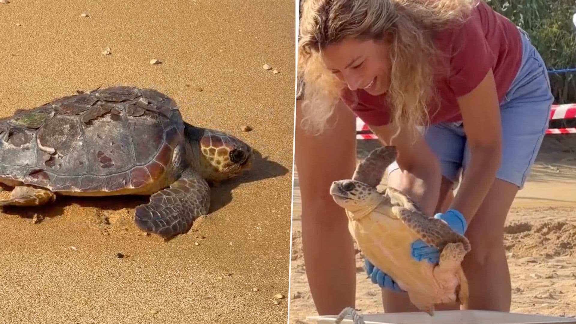 Watch: Turtles Jackpot & Rebecca Returned To Sea After Weeks Of Rehab