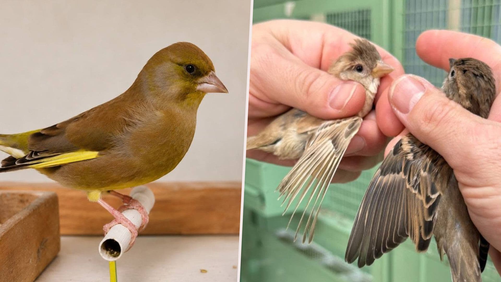 Local Scientists Document Two New Maltese Bird Breeds