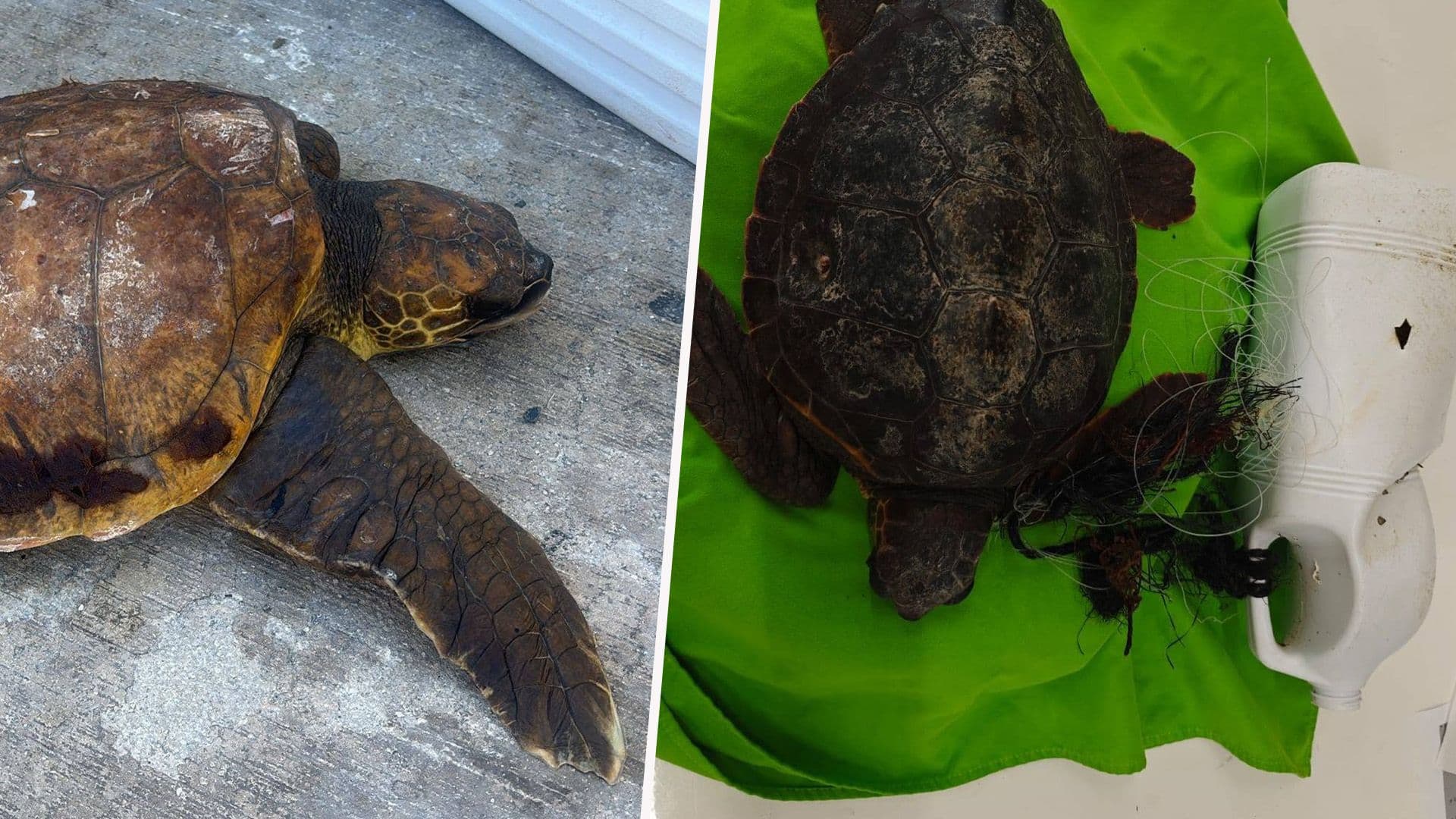 Two Turtles Rescued Within 24 Hours After Getting Entangled