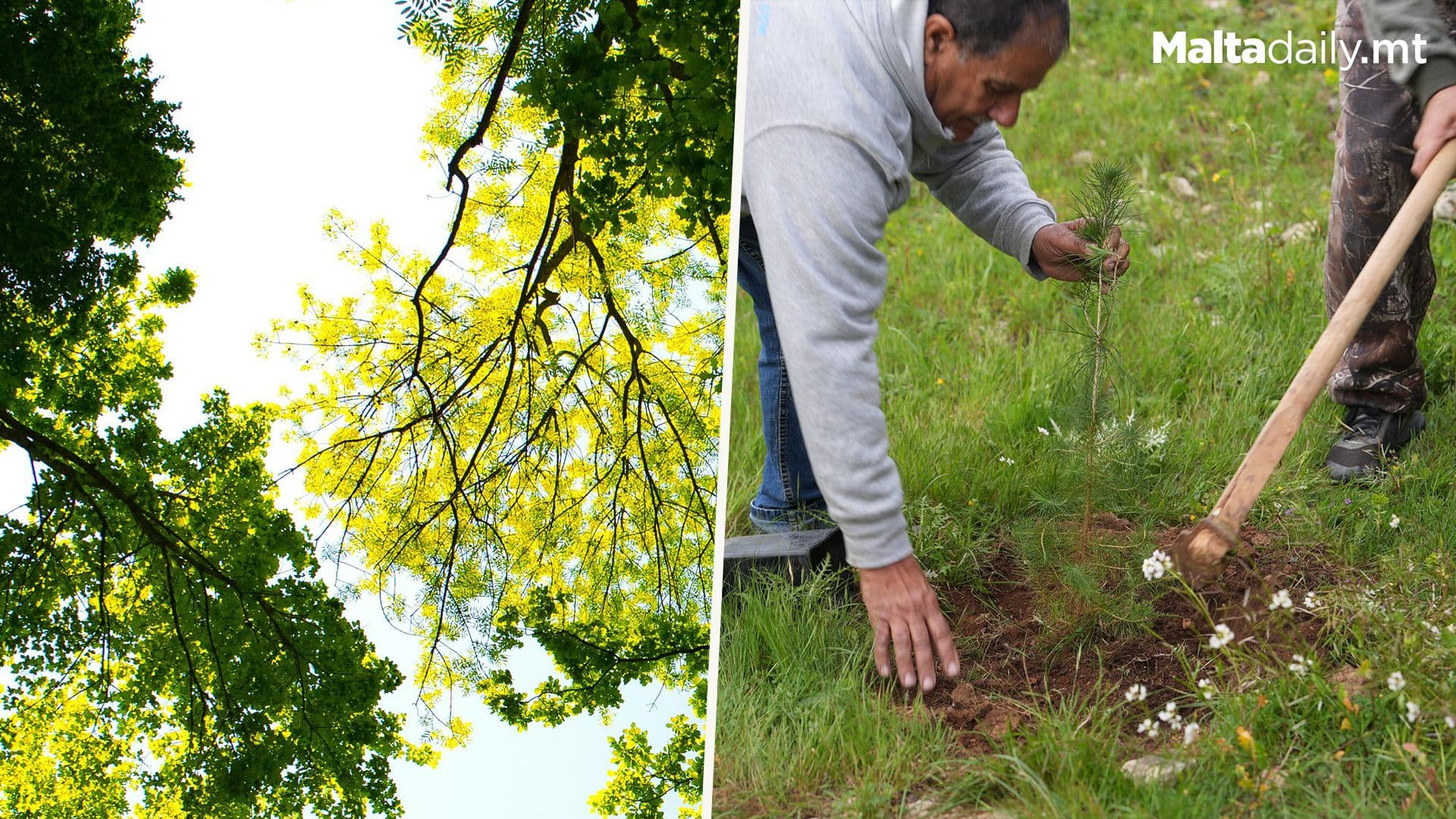 More than 300 Indigenous Trees Planted in Aħrax