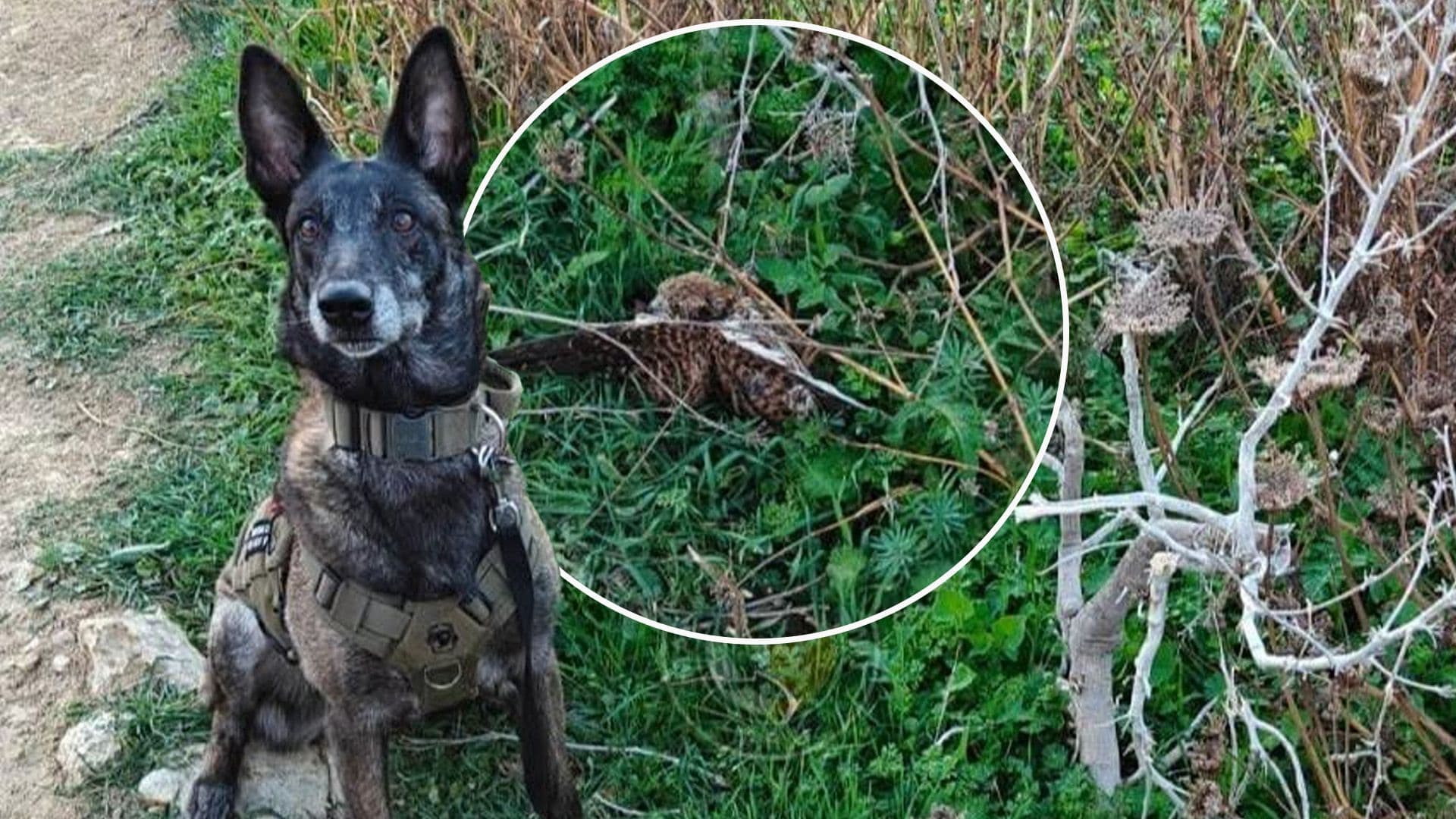 Dead Kestrel Found In Għarb, Gozo By Malta Ranger Unit K9