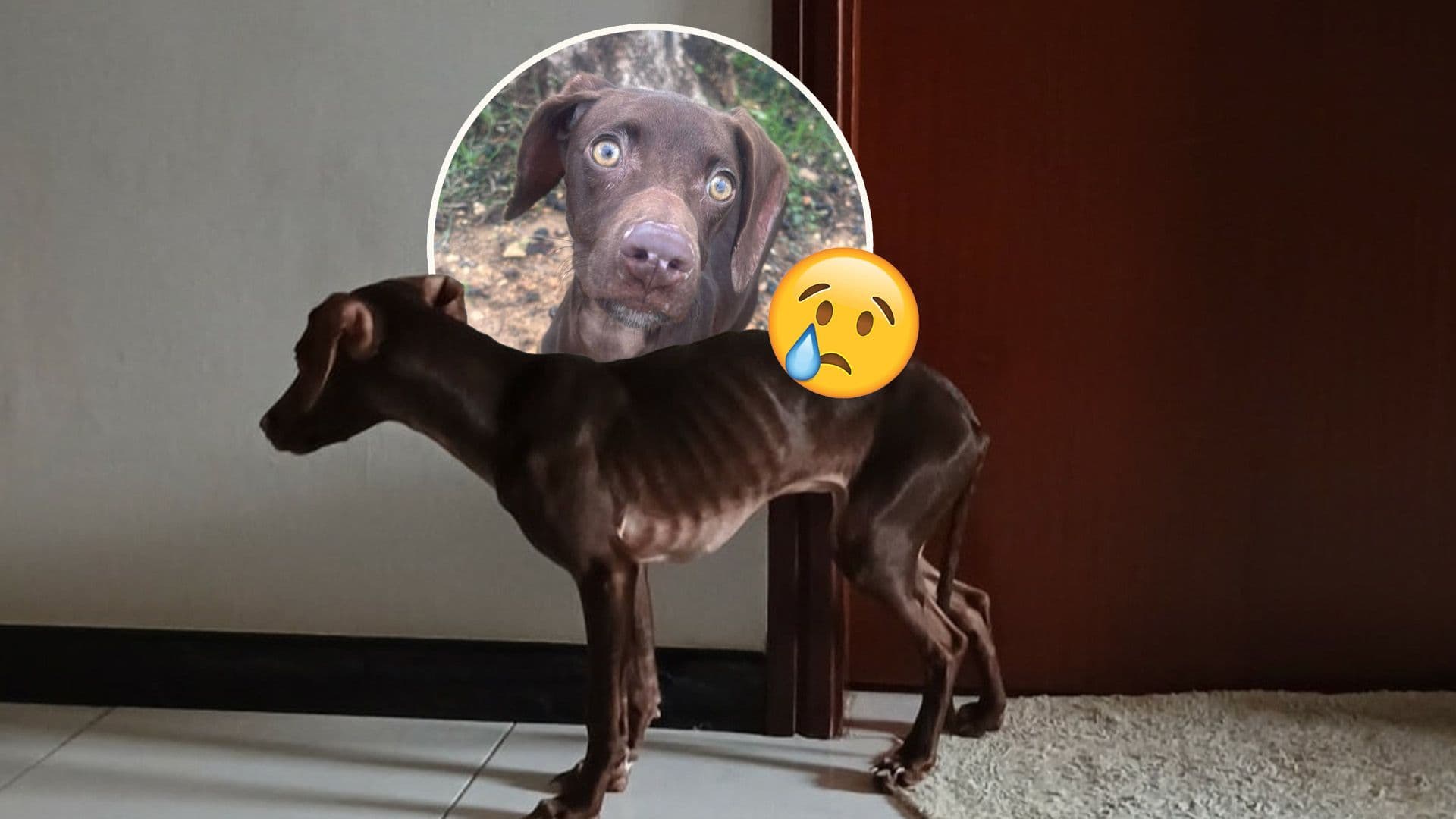 Dog Izzy Found Abandoned & Starving Out On The Streets