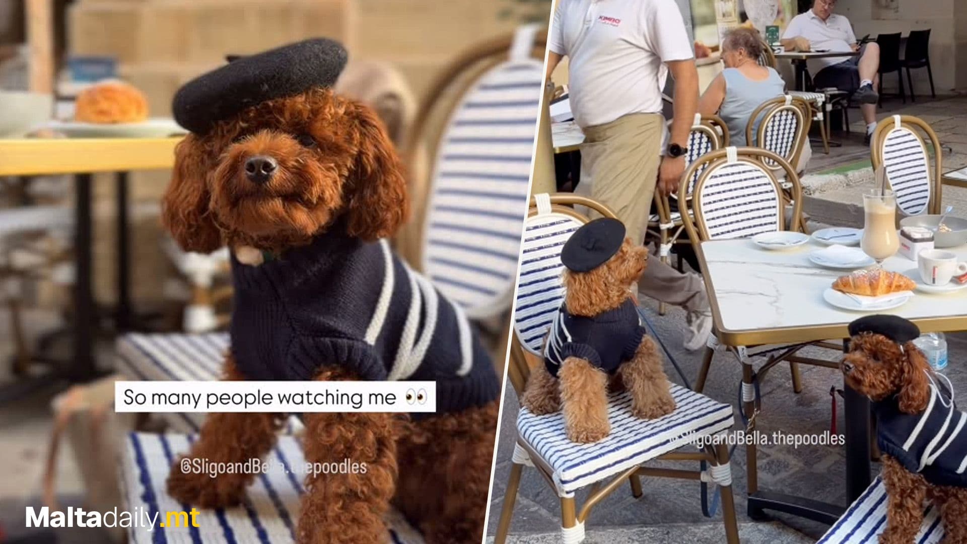 USA Dog-fluencers Become Centre Of Attention In Valletta