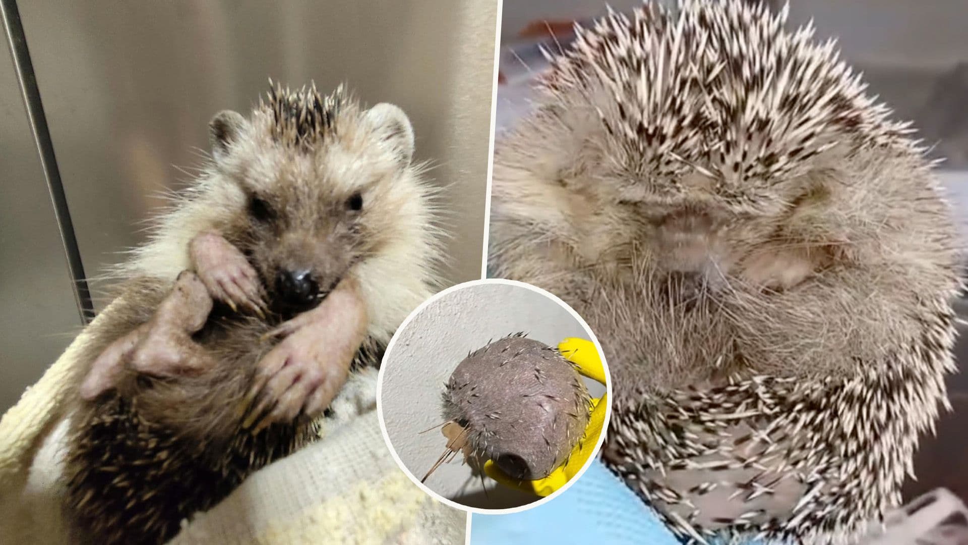 Multiple Hedgehogs Rescued & Healed Thanks To Nature Trust Efforts