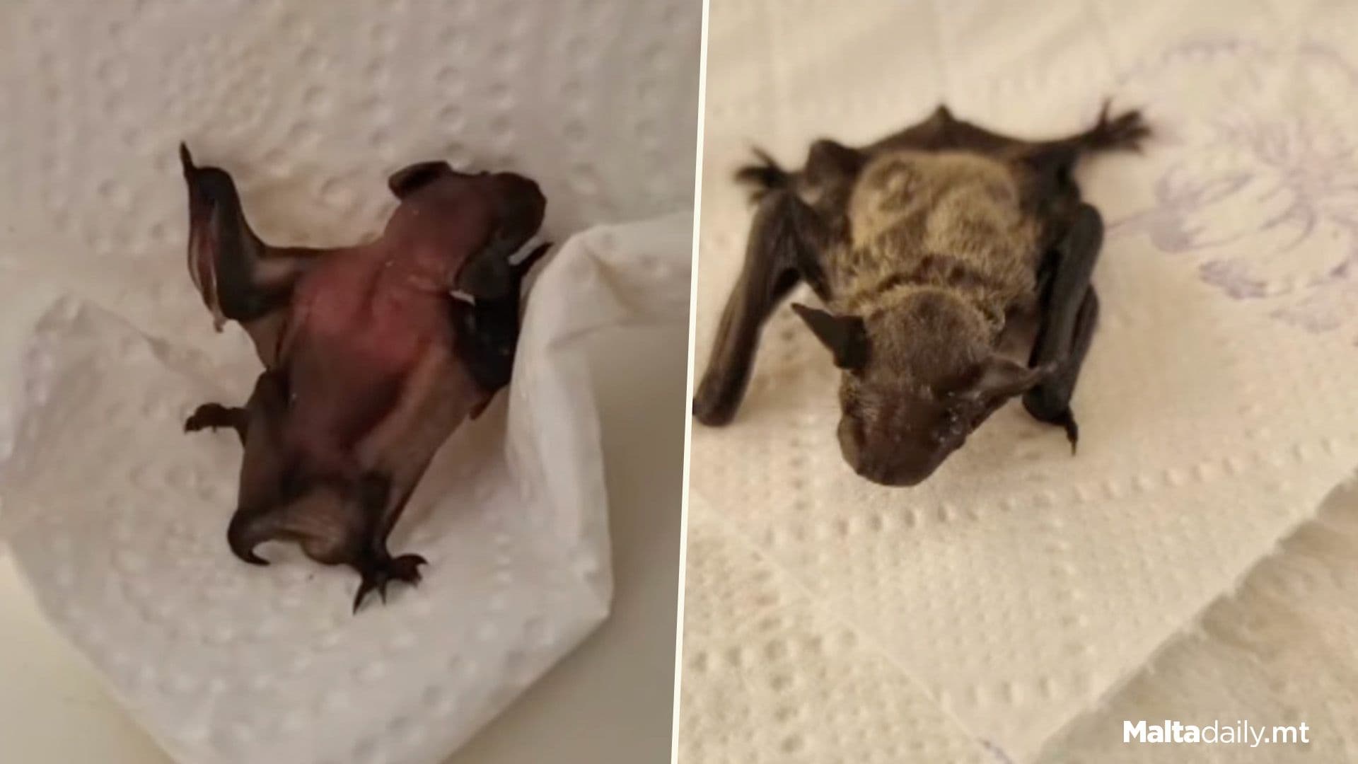 Ziggy The Little Bat Rescued From Bottom Of A Shaft