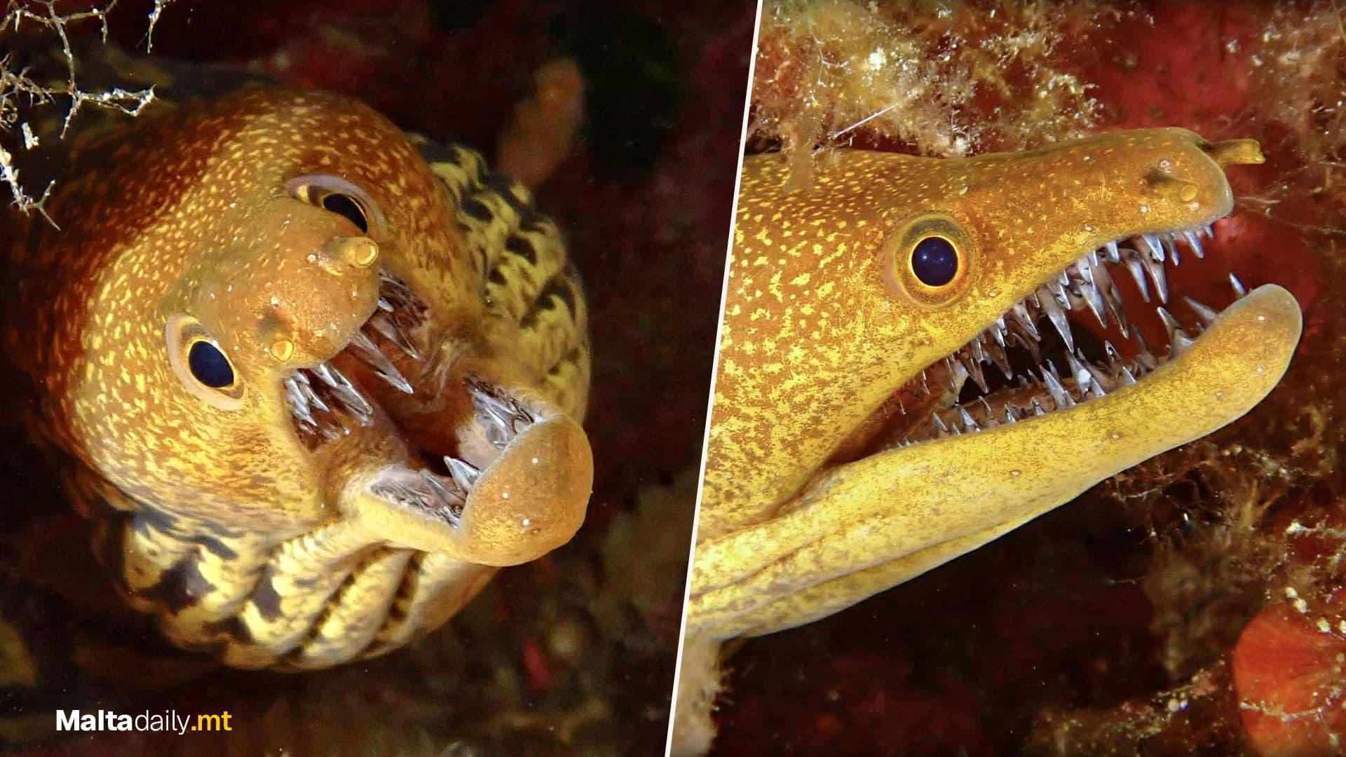 Fangtooth Moray Eel Photographed In Local Waters