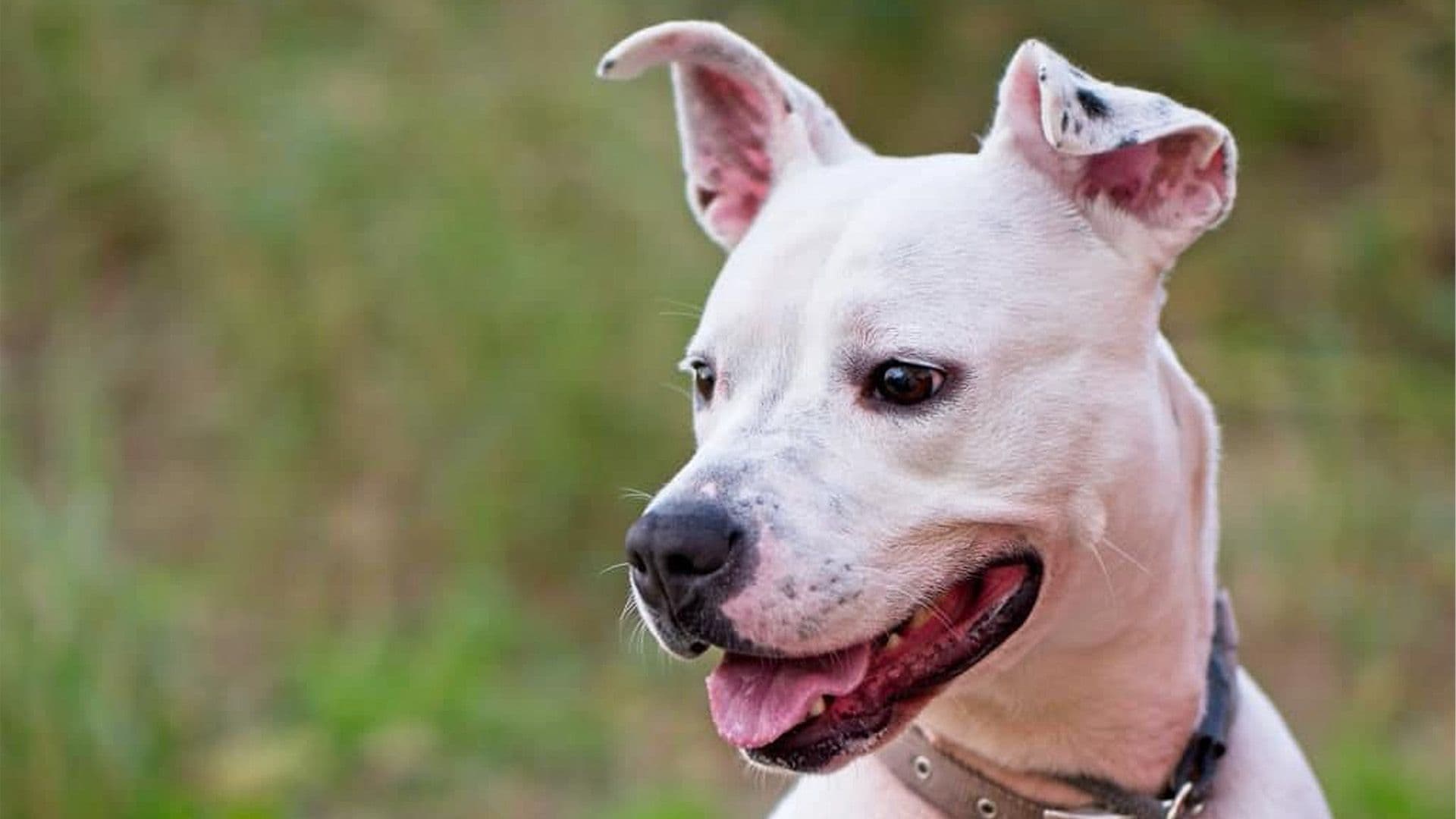 Animal Welfare Is Caring For 78 Dogs & 66 Cats