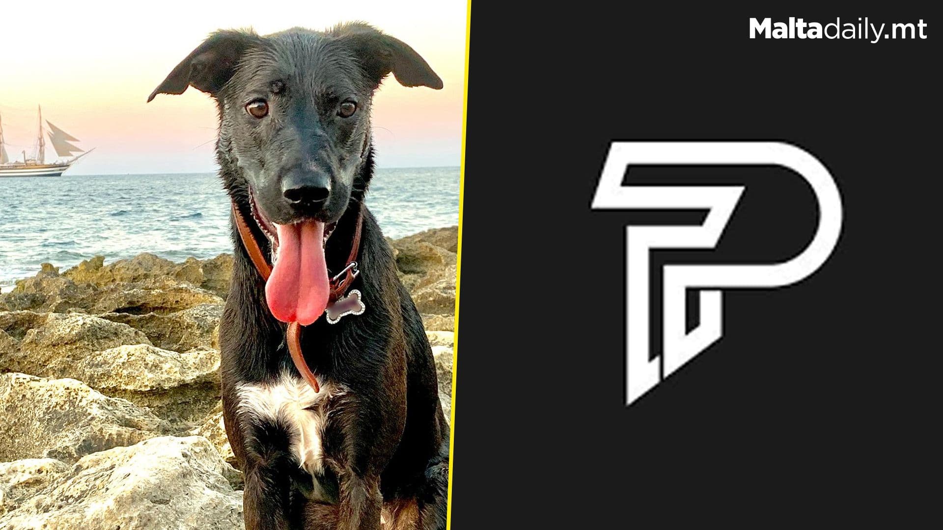 Local Dog Featured On Popular Instagram Page Pubity