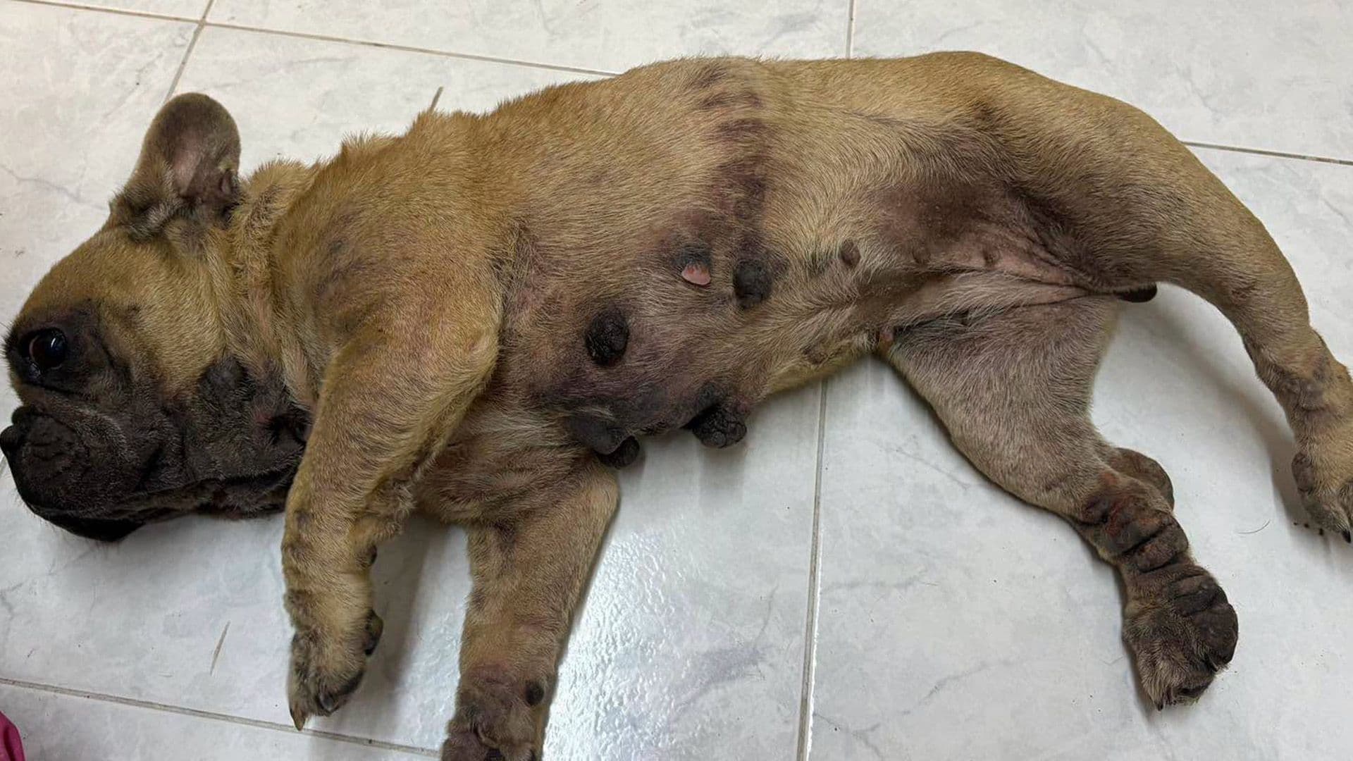 Neglected Dog Rescued as Treatment Begins for Severe Skin Condition