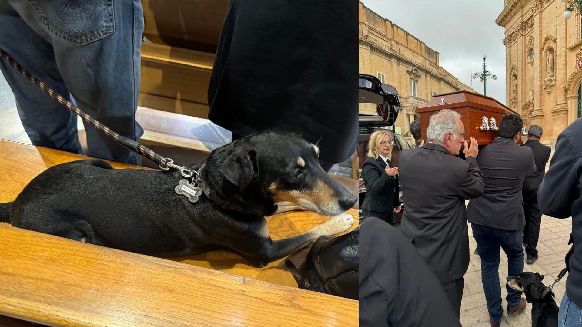 Dog Mourns at Owner’s Funeral In Touching Video