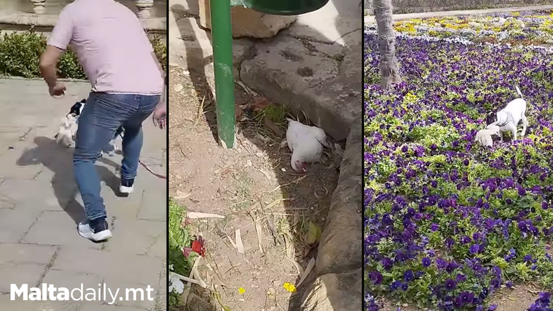 Pet Dog Kills Chicken In San Anton Gardens