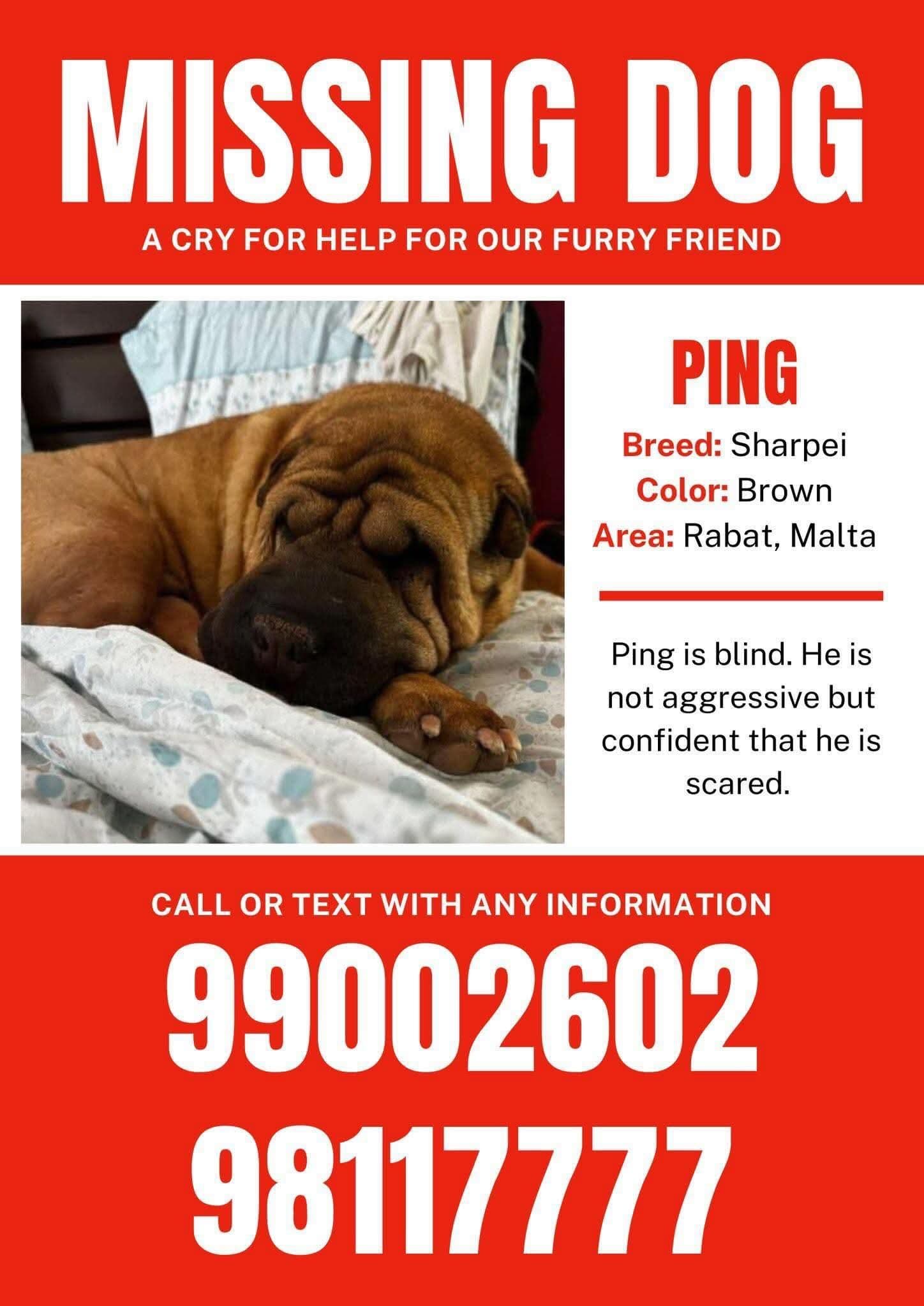 €5K Reward For Missing Blind Dog Ping