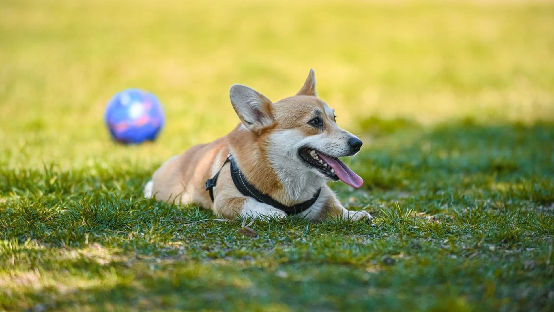 Don’t Forget About Pets & Animals During This Weekend’s Heatwave