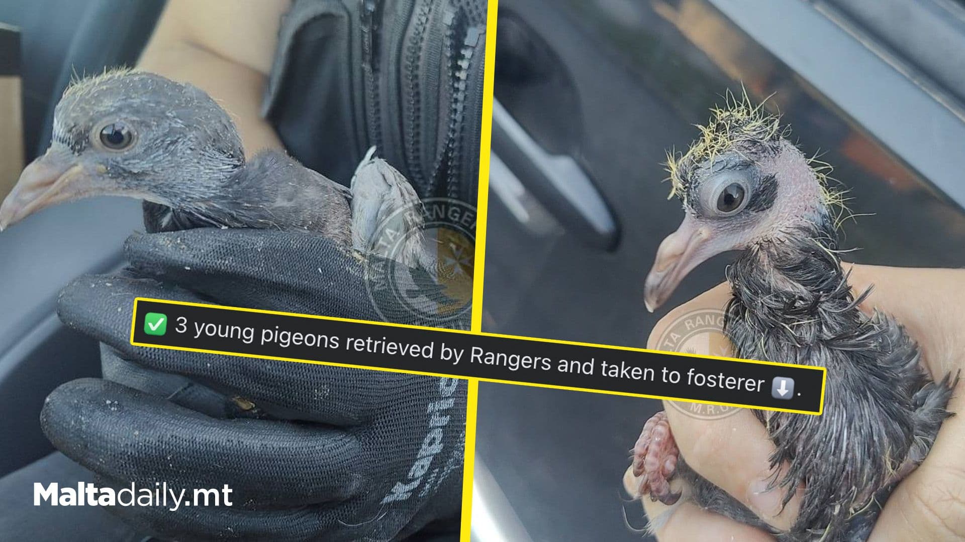 3 Abandoned Young Pigeons Rescued From Busy Roads By Malta Rangers Unit