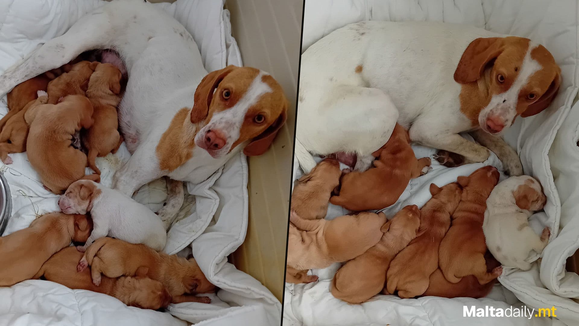 Shelter Dog Becomes Mum To 8 Puppies After Being Rescued